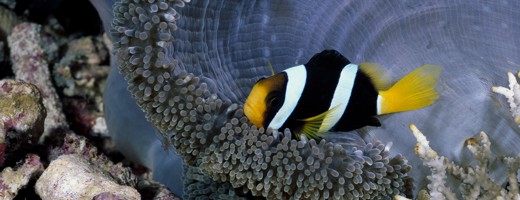 Bunaken diving