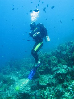 Bunaken diving