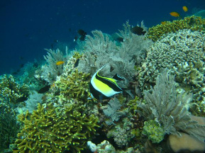 Bunaken diving