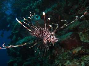 Bunaken diving